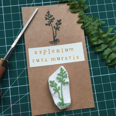 Petit tampon Fougère « Asplenium ruta-muraria »