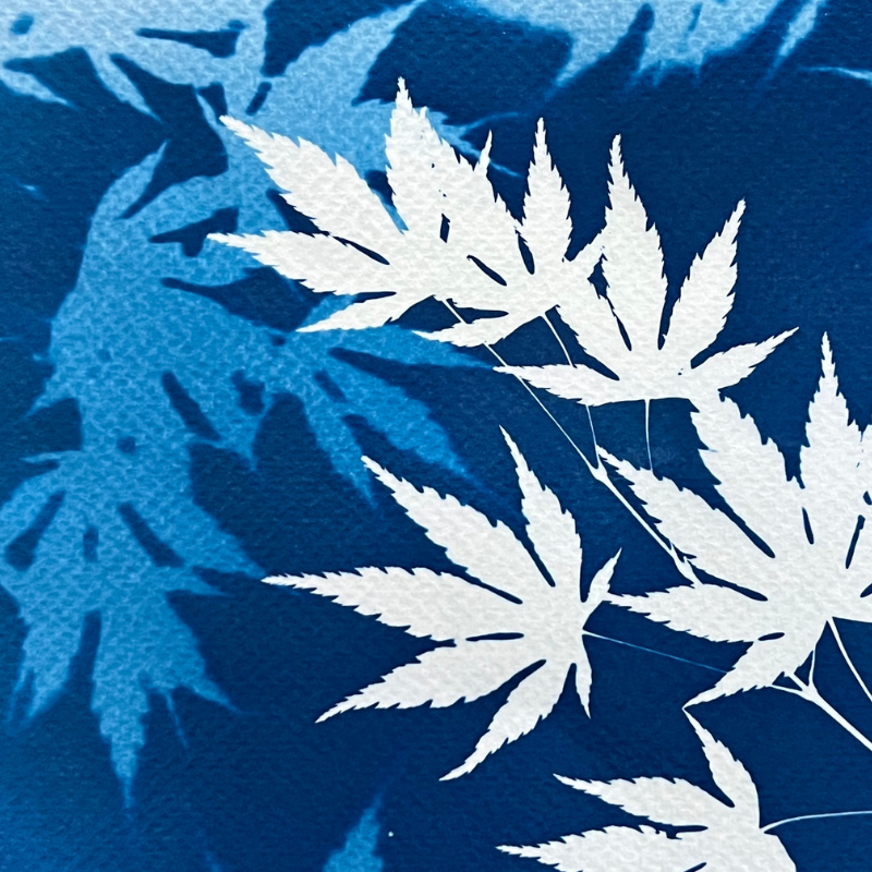 Comment réaliser des cyanotypes avec une lampe UV