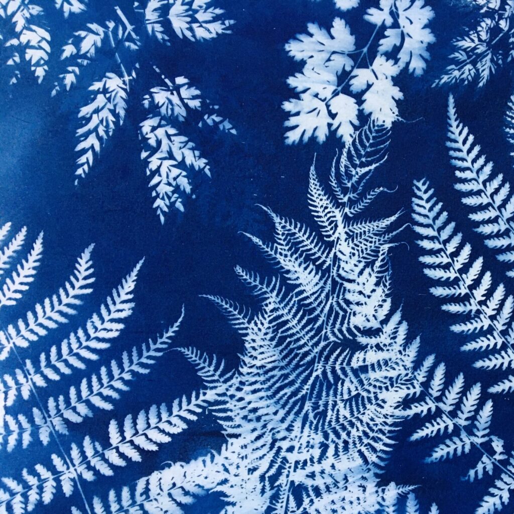 Comment réaliser un cyanotype