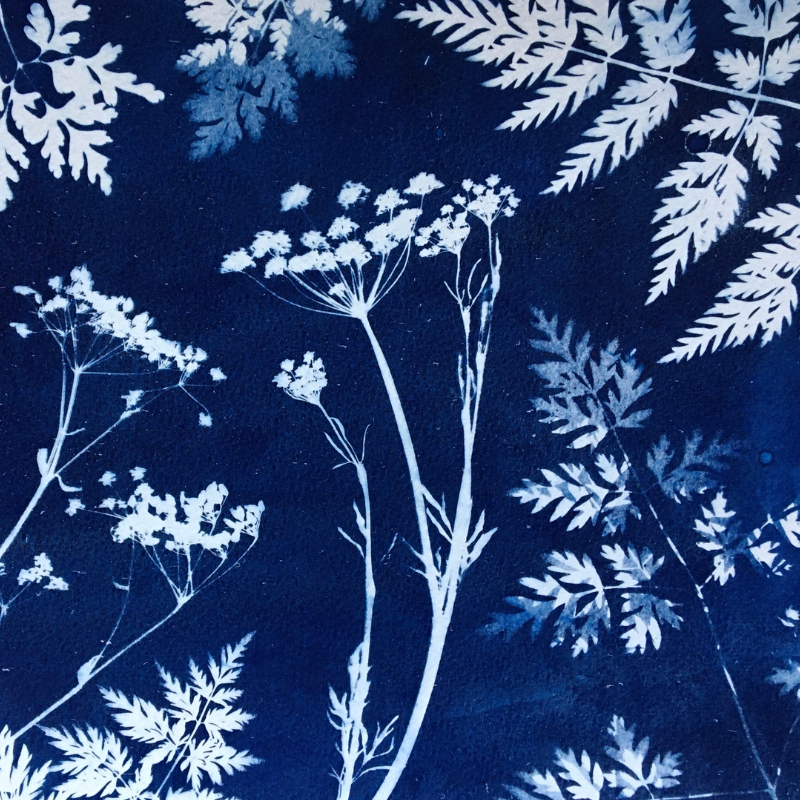 Cyanotype comment avoir un bleu profond