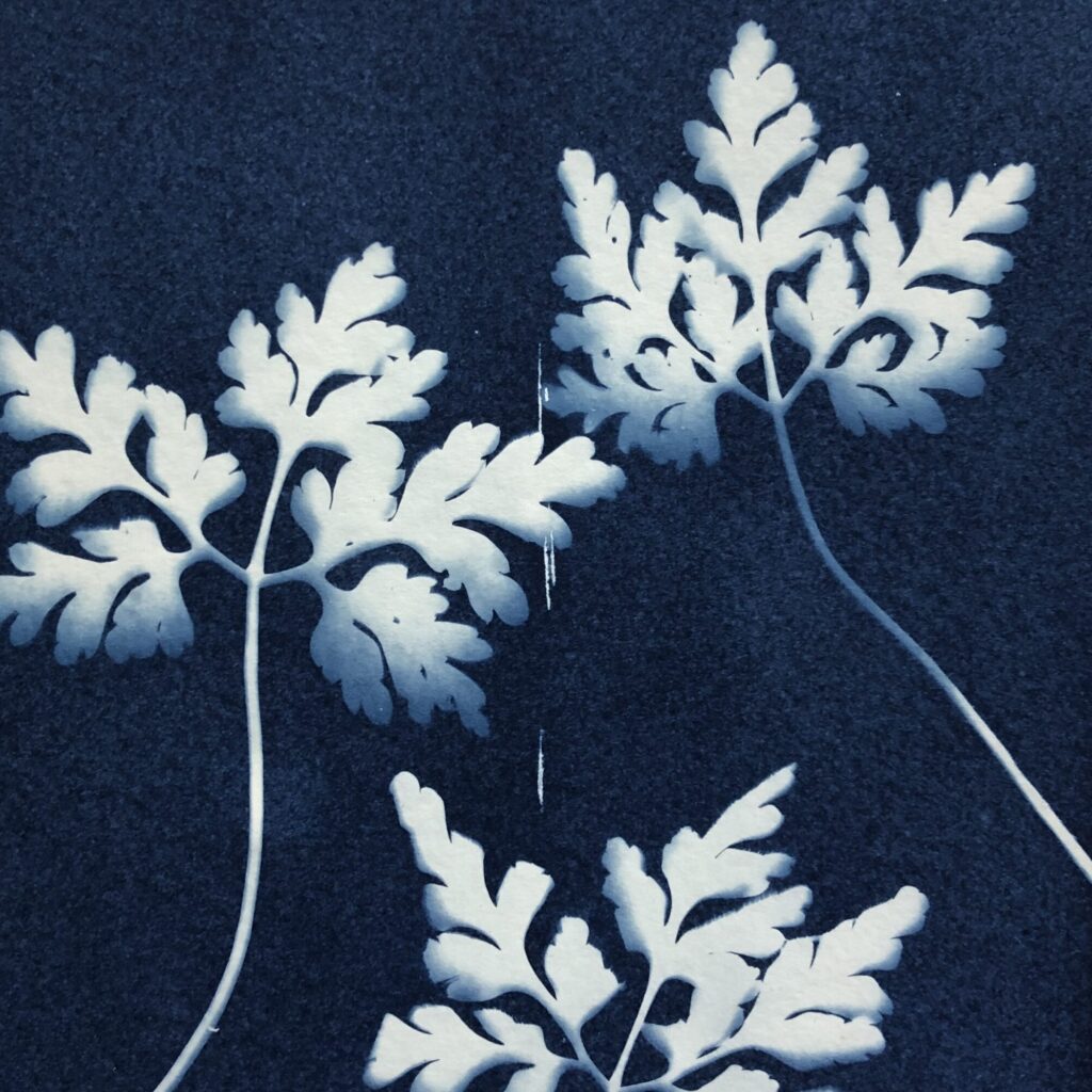 Comment faire des cyanotypes