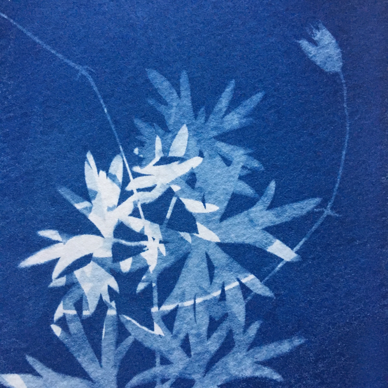 Comment faire des cyanotypes avec des nuances de bleu